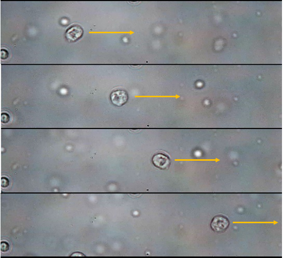 Image Cytometry Data