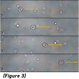 Image Cytometry Data