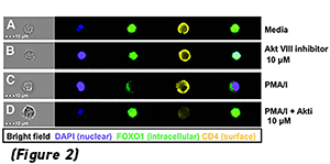Cytometry Brightfield