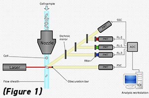 Cytometry Setup