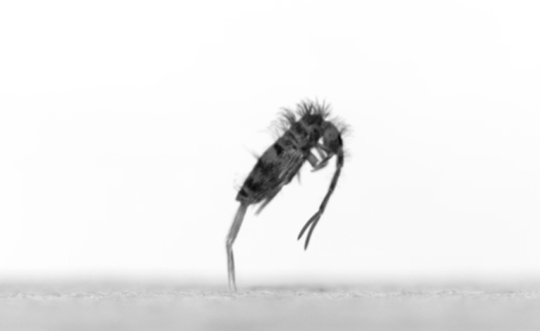 Unearthing the Springtail